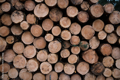 Piles of stacked wood. Front view on wood. Log pine pile.