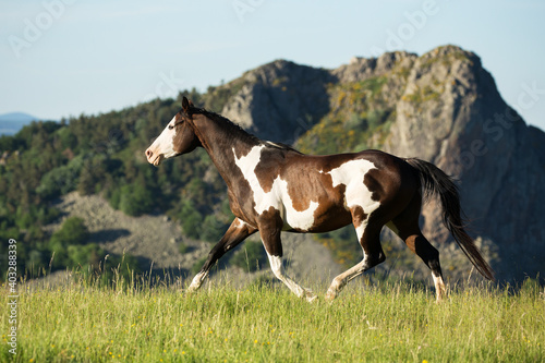 American Painted Horse mare trotting in the mountains