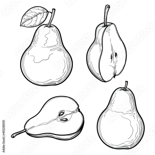 Vector Pear set. Fruits drawings isolated on a white background.
