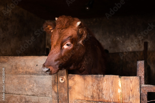 a curious red calf in a pen with small horns tilts its head over the fence and looks surprised