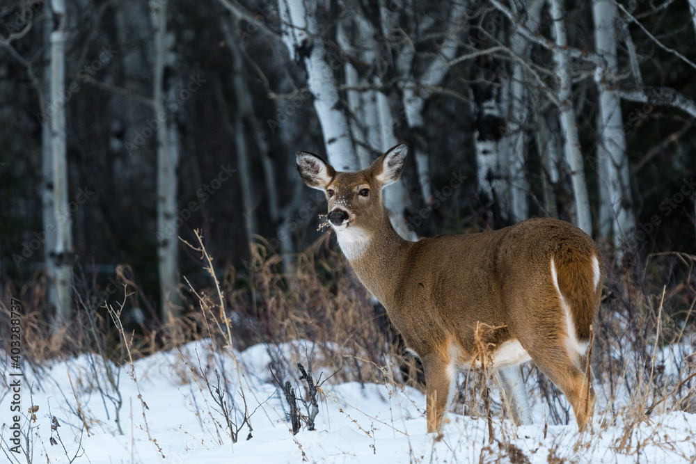 White-tailed deer in snowy winter forest background. Deer doe in snow covered woods landscape White-tailed deer in snowy winter forest background. Deer doe in snow covered woods landscape