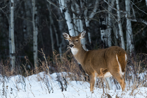 Fototapeta Naklejka Na Ścianę i Meble -  White-tailed deer in snowy winter forest background. Deer doe in snow covered woods landscape
