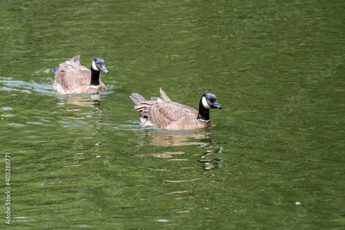 Aleutian Cackling Goose (Branta hutchinsii leucopareia) on lake photo