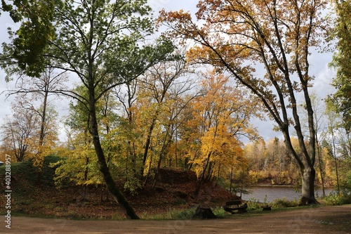 Forest with yellowed leaves on branches and ground on a sunny autumn day