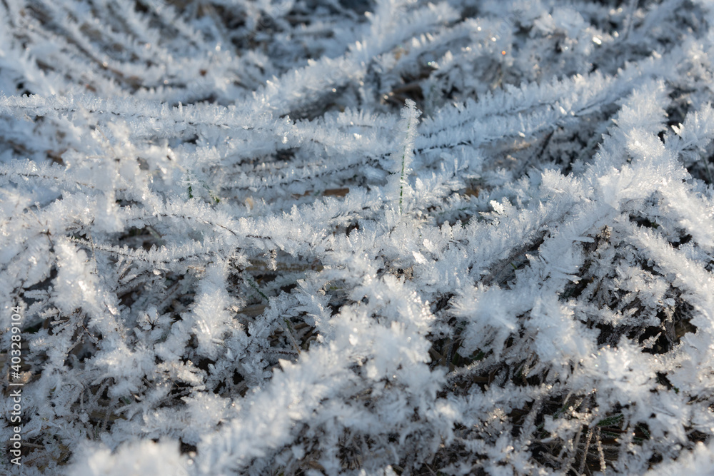Hoarfrost on dry grass in sunlight on frosty winter morning