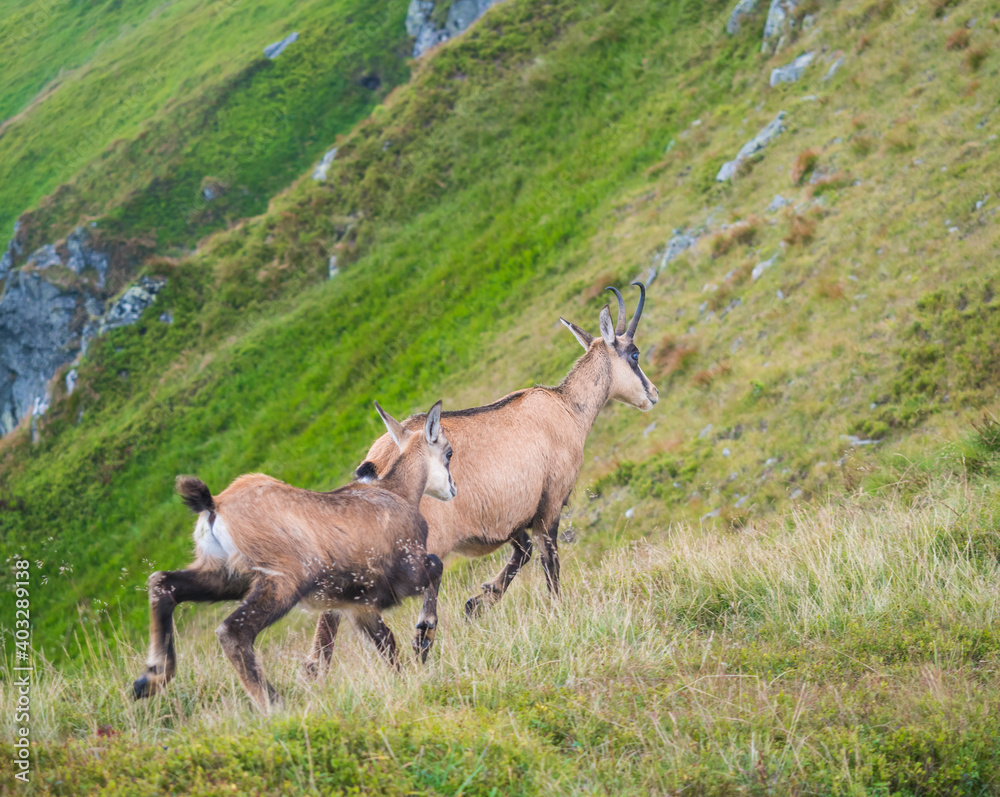 Close up adult and young Tatra chamois, rupicapra rupicapra tatrica walking on a summer mountain meadow in Low Tatras National park in Slovakia. Wild mamal in natural habitat, nature photography. Close up adult and young Tatra chamois, rupicapra rupicapra tatrica walking on a summer mountain meadow in Low Tatras National park in Slovakia. Wild mamal in natural habitat, nature photography.