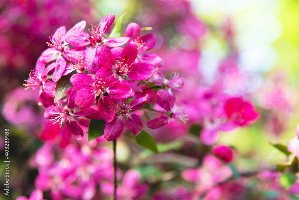 Bright blooming pink apple flowers on green background in spring