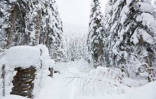 Footpath in white snow in a forest of green pines and firs covered with snow mountain view