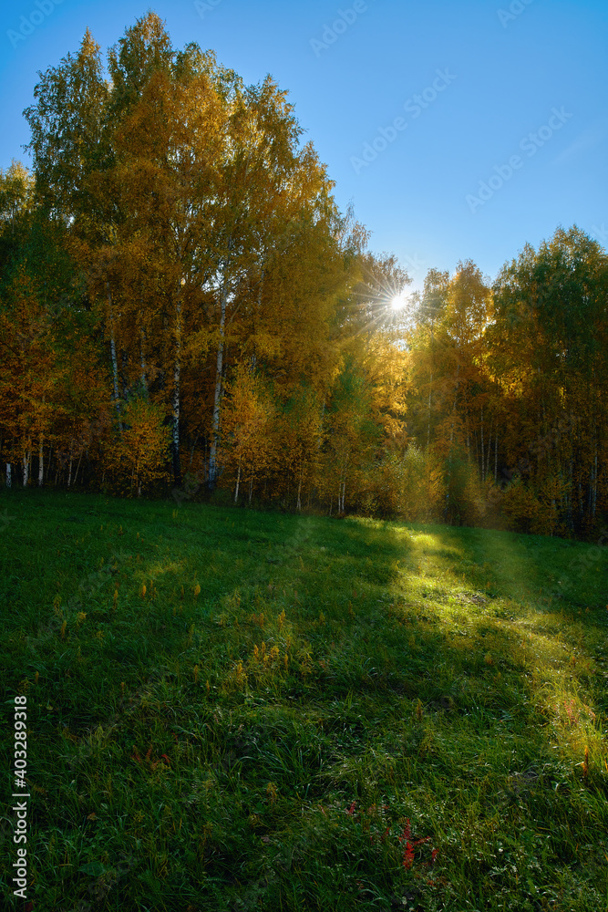 Autumn in the forest. Yellowed leaves on a birch. Warm sun rays make their way through the foliage. In the foreground, there is green grass for a glade.