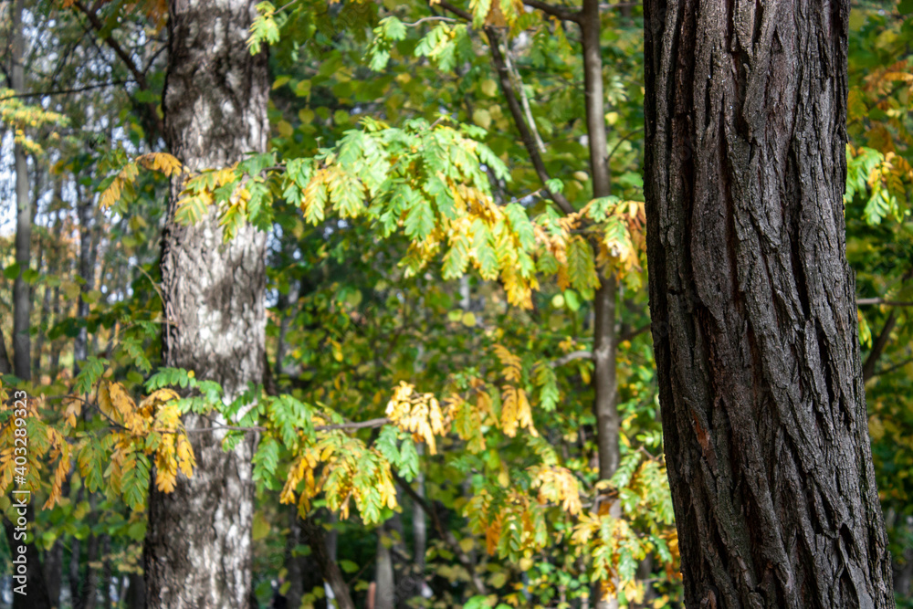 Obraz premium White birch trunks in October. Branches of trees with dry orange leaves in the autumn forest. Autumn landscape a clear sunny day. Wildlife in the fall in central Russia. The colors of autumn.