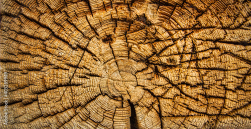  Detailed light brown texture of a tree trunk or stump. Rough organic tree rings. Old Vintage wood background.