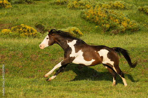 American Painted Horse mare galloping in the field