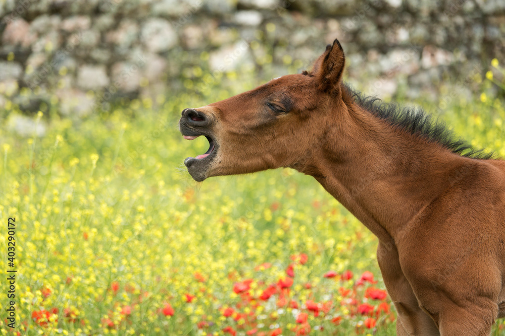 Andalusian foal yawning among yellow and red flowers Andalusian foal yawning among yellow and red flowers