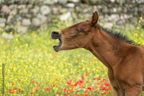 Andalusian foal yawning among yellow and red flowers