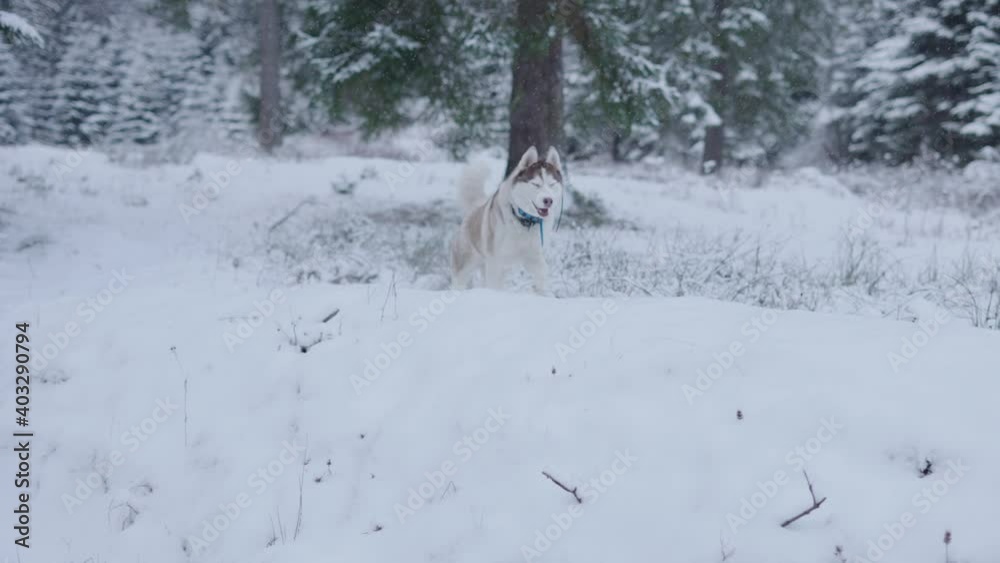 4k slow motion shot of red and white fluffy siberian husky dog running free in cold and snowy mountains 4k slow motion shot of red and white fluffy siberian husky dog running free in cold and snowy mountains