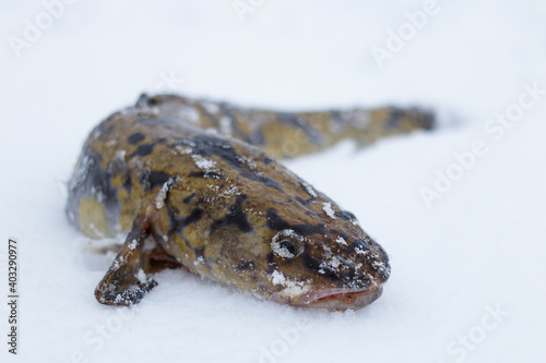 Burbot. The fish lies in the snow. 