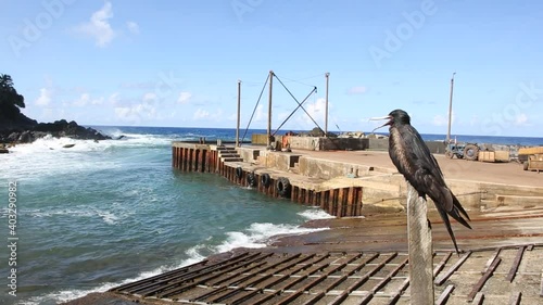 Pitcairn Island landing with the petrel on the watch photo