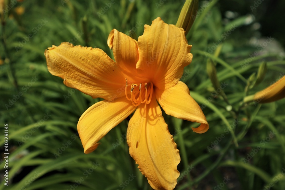 Fototapeta premium orange lily flower