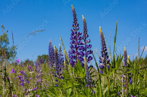 purple lupinus field close up