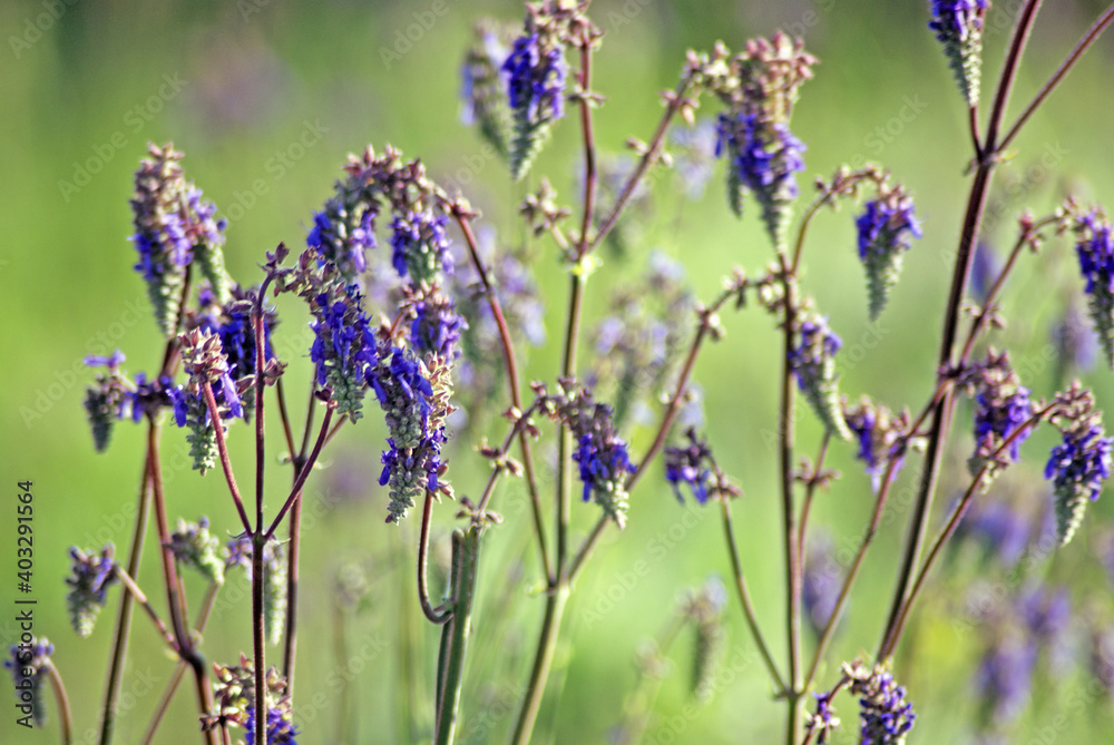 Obraz premium Salvia nutans, nodding sage. Steppe