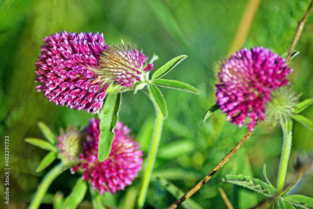 Fototapeta premium blooming red clover