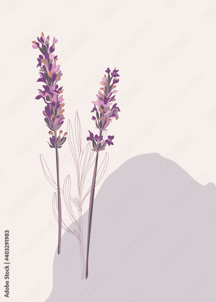 Obraz premium Botanical sketch of lavender flowers with leaves on an abstract background