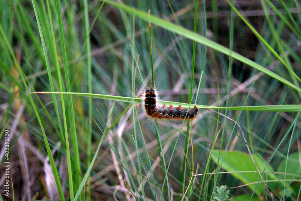 Caterpillar crawling on green grass