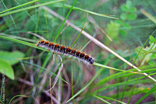 Caterpillar crawling on green grass
