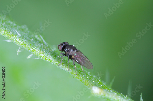 Oscinella frit is a European species of fly and member of the family Chloropidae. It is an agricultural pest causing damage to crops by boring into the young plants of oats, wheat, maize and barley.