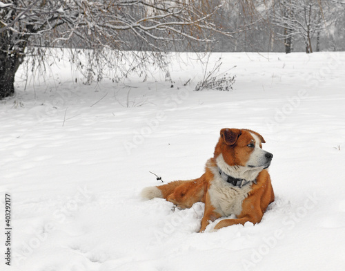Cross between Akita Inu and Greater Swiss Mountain Dog on snow in park. Moscow
