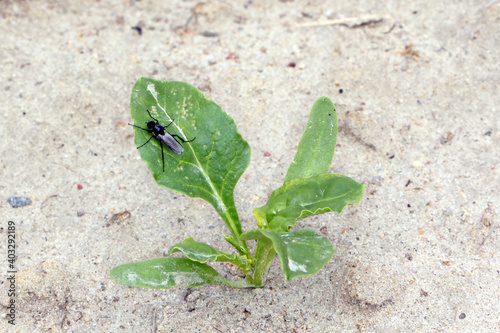 young beet plants with leaves damaged by flea beetles (oval bites). There is also a March flie on the leaf.
