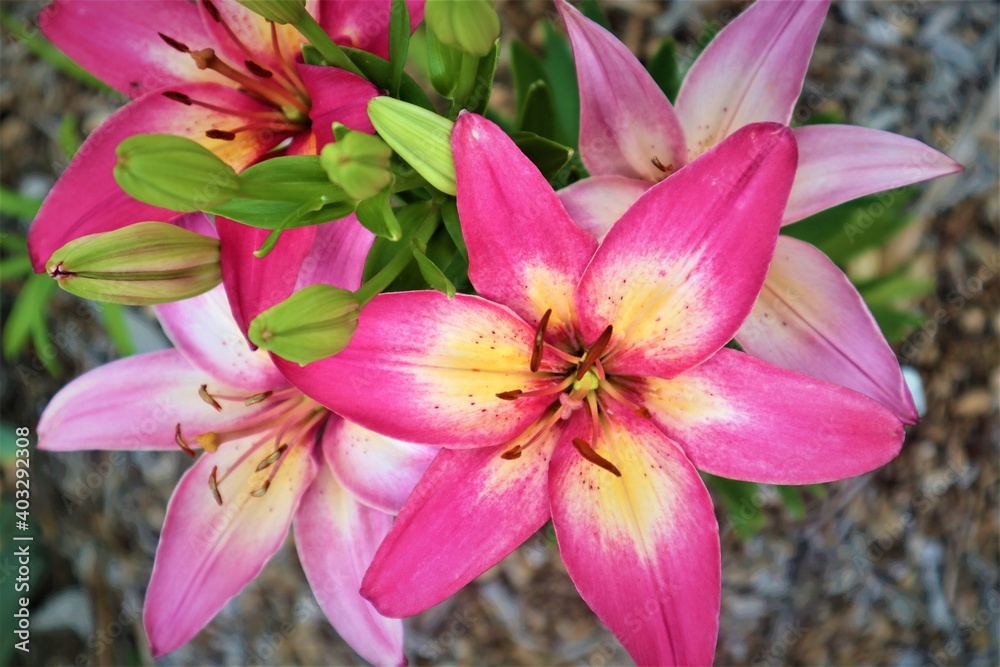 Pink day lily in garden Pink day lily in garden