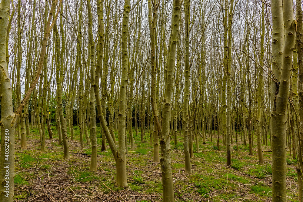 A thicket of Alder trees at Fleckney, Leicestershire, UK in springtime A thicket of Alder trees at Fleckney, Leicestershire, UK in springtime