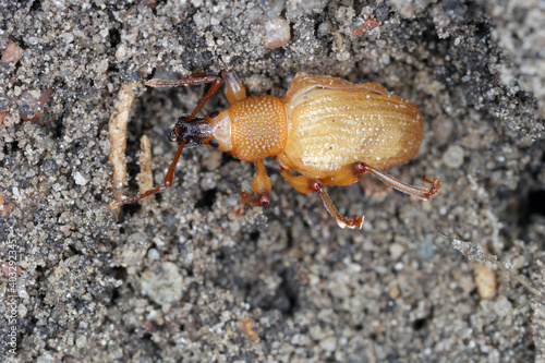 young beetle of Otiorhynchus  sometimes Otiorrhynchus  in soil. Many of them e.i. black vine weevil  O. sulcatus  or strawberry root weevil  O. ovatus  are important pests.