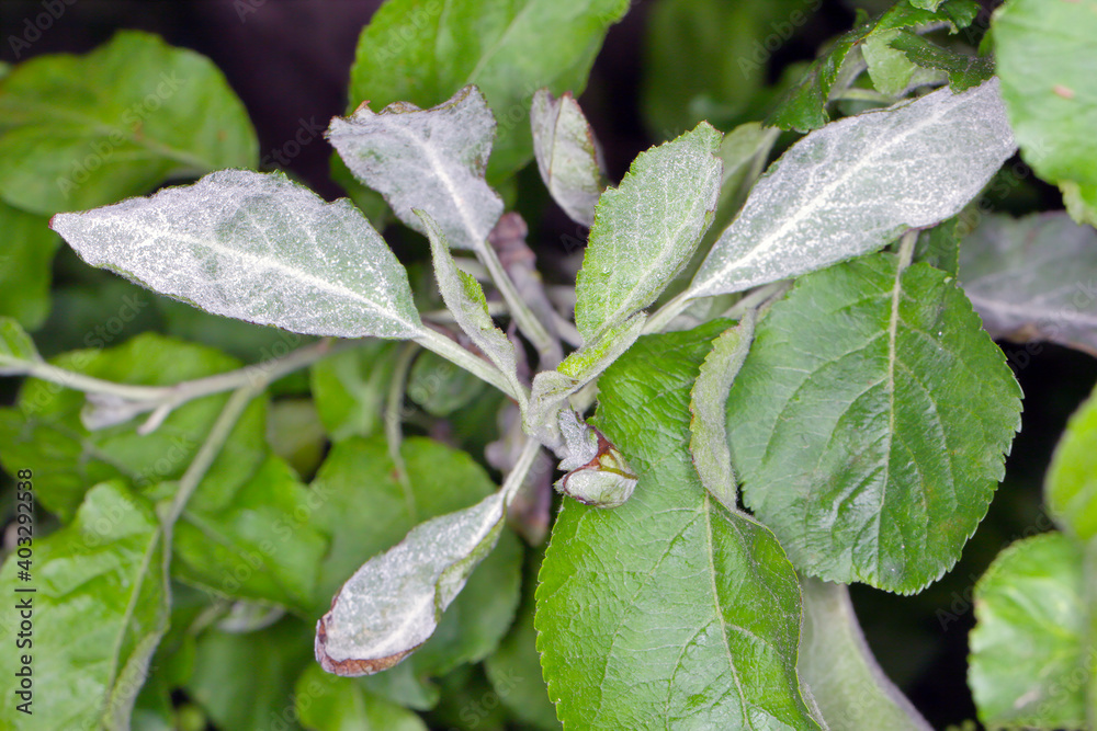 What Causes Black Spots On Apple Tree Leaves Infoupdate What Causes Black Spots On Apple Tree Leaves Infoupdate