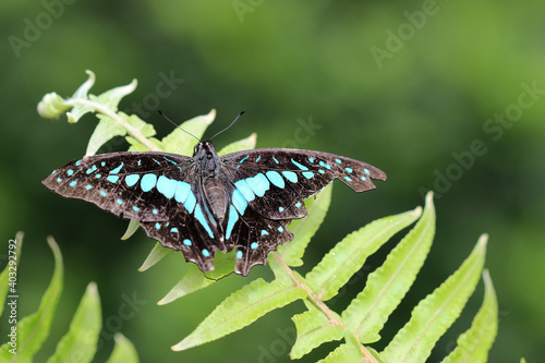 Black and blue winged swallowtail butterfly in the garden - Butterflies of the Indian subcontinent