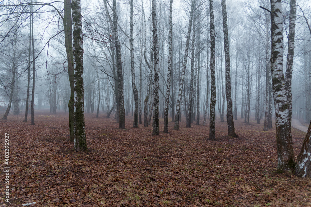 Blue fog in the gloomy forest. And no people, the park was empty.