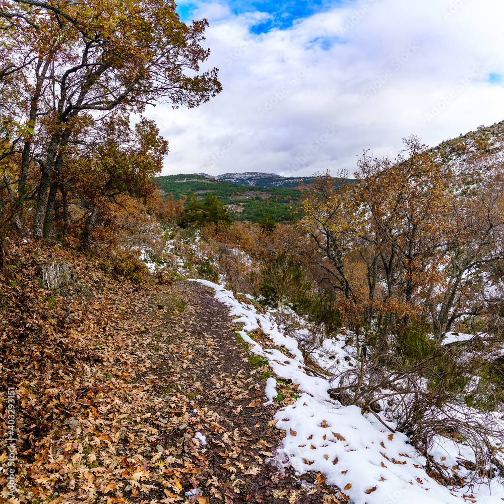 Autumn landscape with snow, path of fallen leaves from trees and snowy mountains.
