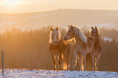 Fotografie Herd of Haflinger horses at sunset in winter in the mountains