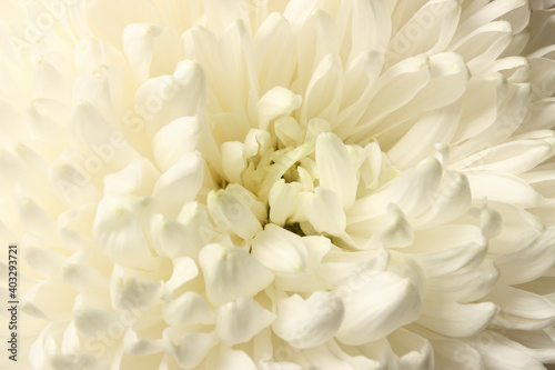 White chrysanthemum petals
