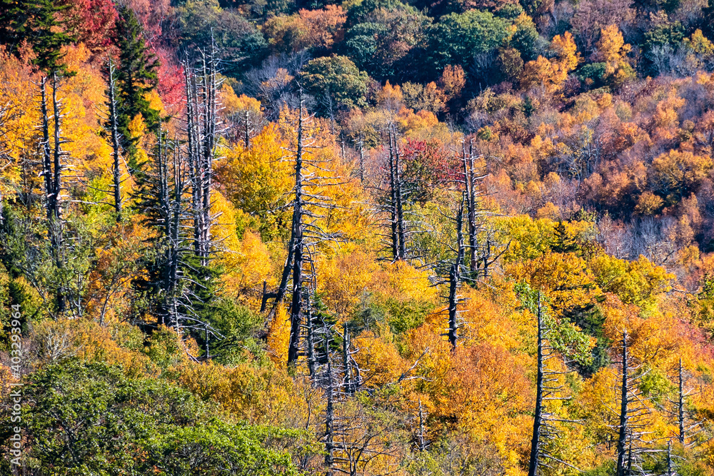Autumn in the Appalachian Mountains Viewed Along the Blue Ridge Parkway