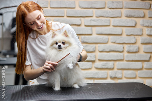 groomer combing wool of spitz in salon, grooming master cuts and shaves, cares for a dog in professional salon for pets photo