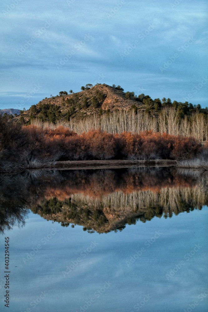 reflection of a tree in the water