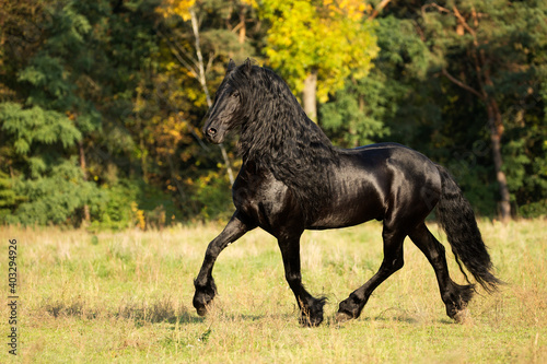 Friesian stallion trotting in autumn