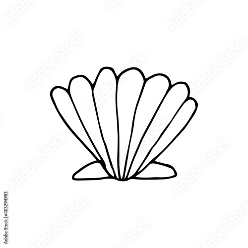 Doodle sea shell. hand drawn of a shell isolated on a white background. Vector illustration sticker  icon  design element