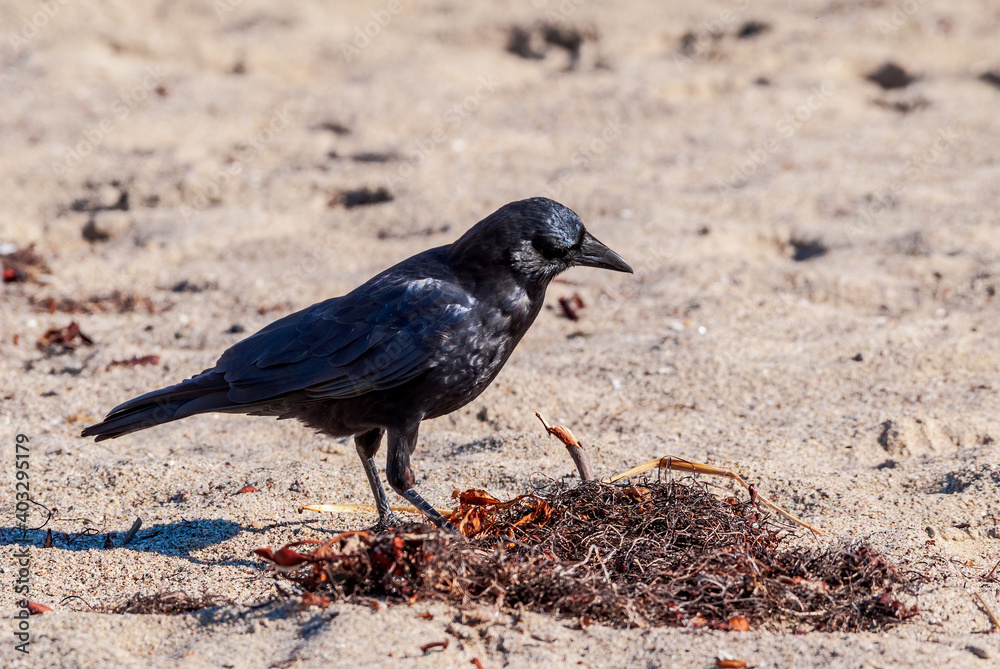 Naklejka premium American Crow (Corvus brachyrhynchus) in Malibu Lagoon, California, USA