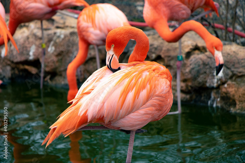Gathering of Chilean flamingos