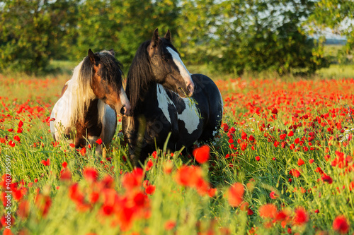 Tableau sur toile Gypsy Cob stallions among poppies at surise