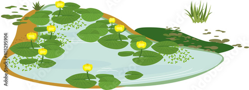 Pond overgrown with flowering yellow water-lily (Nuphar lutea) with green leaves