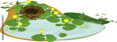 Empty bird nest and pond overgrown with flowering yellow water-lily (Nuphar lutea) with green leaves